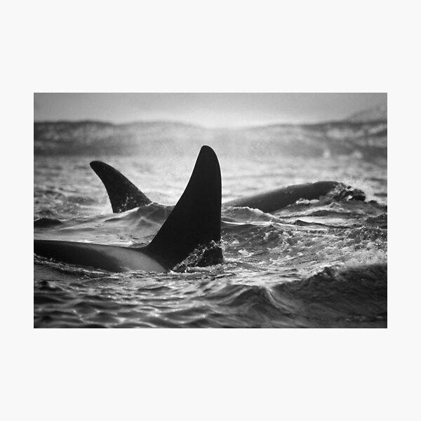 Item preview, Orca Crossing - Tysfjord, Norway designed and sold by Jonathan Ball.