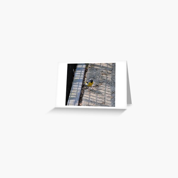 Grey Wagtail Greeting Card