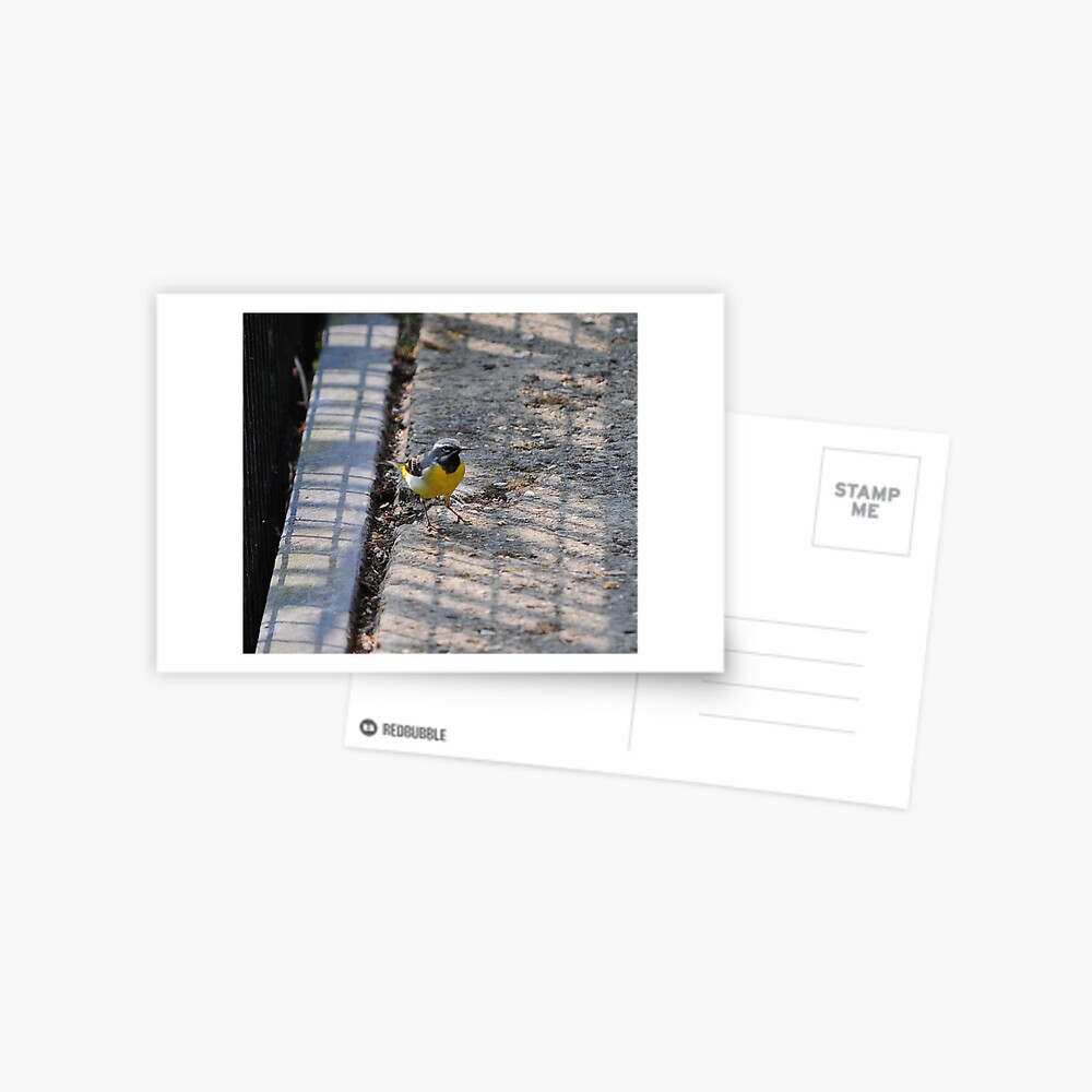 Grey Wagtail Postcard