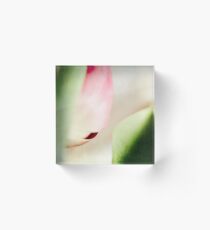 "pastell dreams with tulips" Part3 Acrylic Block