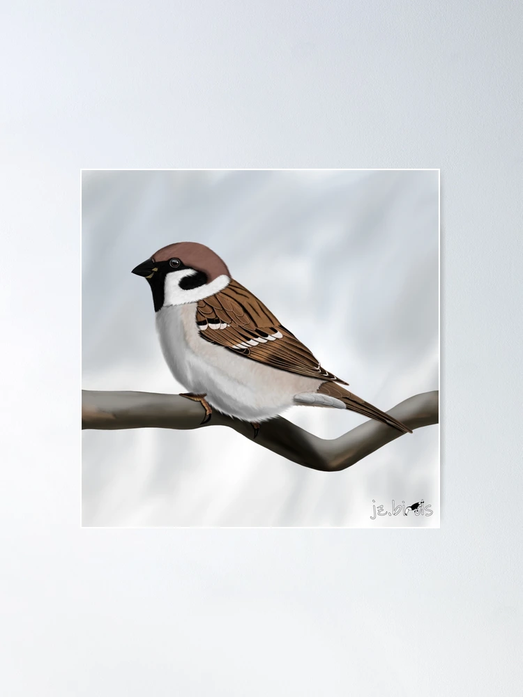 Learn how to draw an amazing House Sparrow with this easy and inspirational  step-by-step drawing tutoria… | Sparrow drawing, Drawing birds easy, Simple  bird drawing