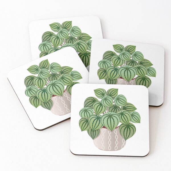 Item preview, Watermelon Peperomia House Plant Urban Jungle designed and sold by HearMeRoarDesignsCo.