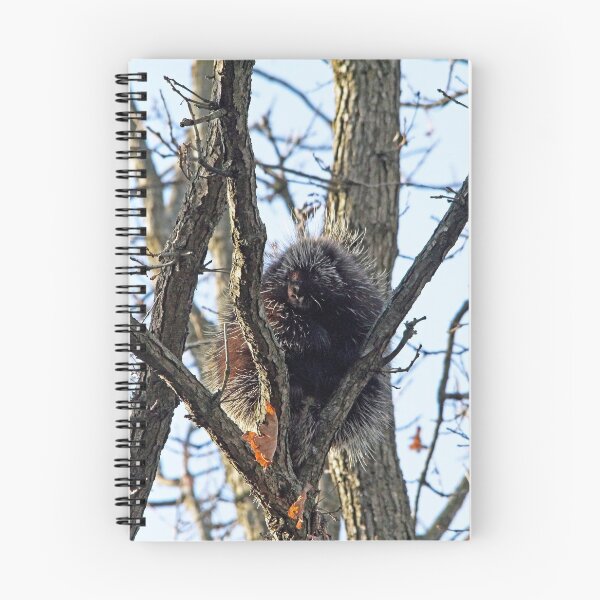 Item preview, Porcupine In Fall designed and sold by Debbie Oppermann.