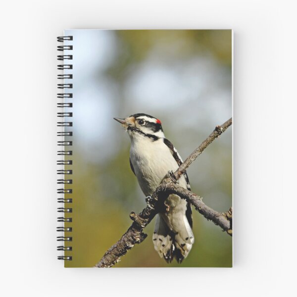 Item preview, Downy Woodpecker In Fall designed and sold by Debbie Oppermann.