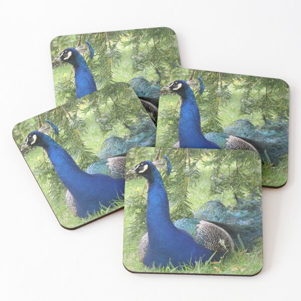 Item preview, Peacock Sitting Pretty Photograph designed and sold by naturegallery.