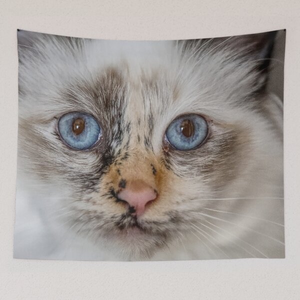 Item preview, Tortie Birman designed and sold by carrizizi.