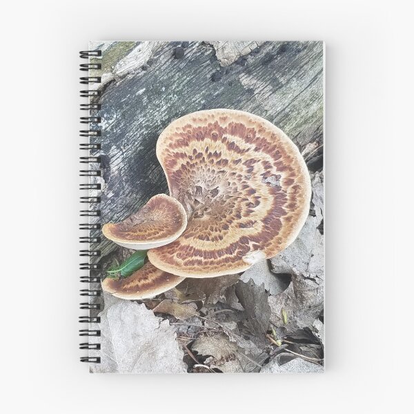 Aperçu de l'œuvre Champignon créée et vendue par Cruffles.