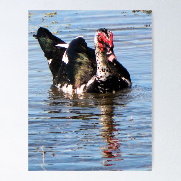 Item preview, Muscovie Duck Front View designed and sold by Rosalie Scanlon.