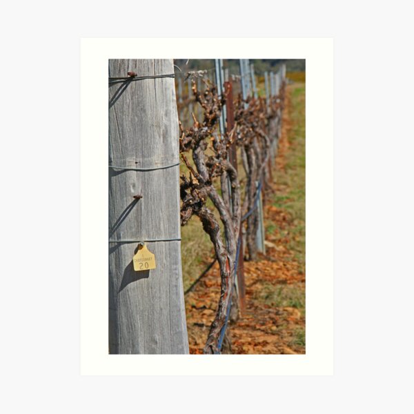 Chardonnay Art Print