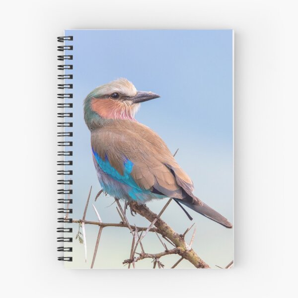 Item preview, Lilac Breasted Roller, Ngorongoro Crater designed and sold by Andrew Goodall.