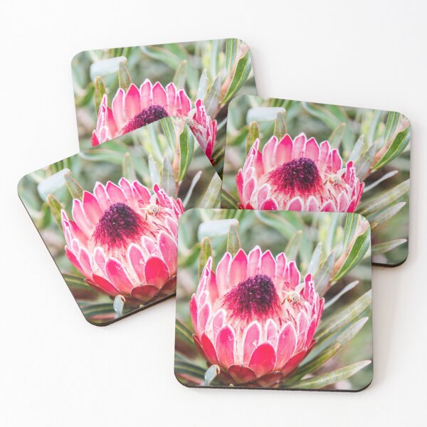 Item preview, Protea, Dandenong Ranges Botanic Gardens designed and sold by jennyjones.