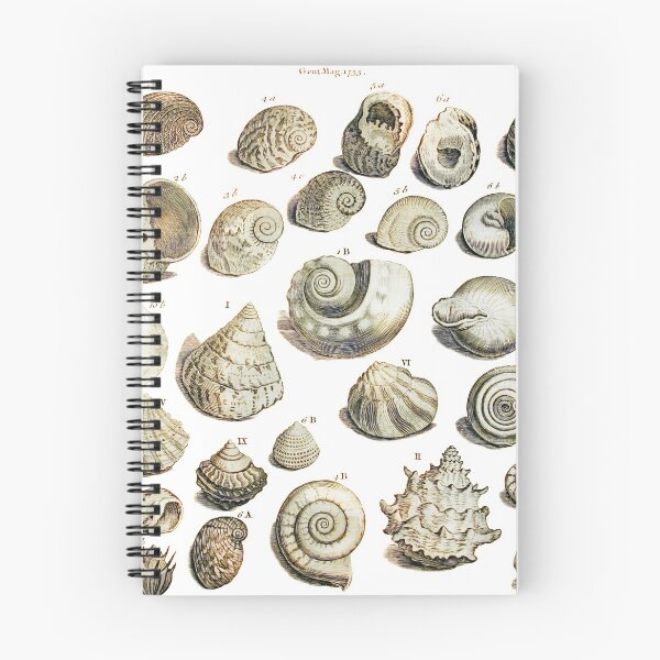 Item preview, Sea Shells illustration from Gentlemens Magazines 1755 designed and sold by simpson92.