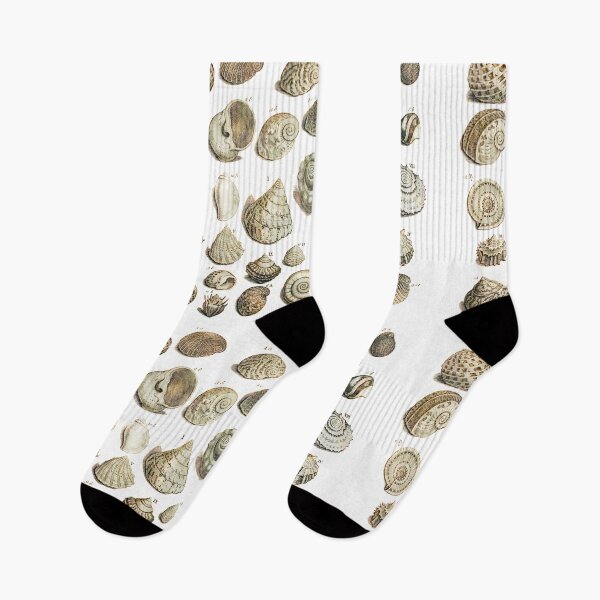 Item preview, Sea Shells illustration from Gentlemens Magazines 1755 designed and sold by simpson92.