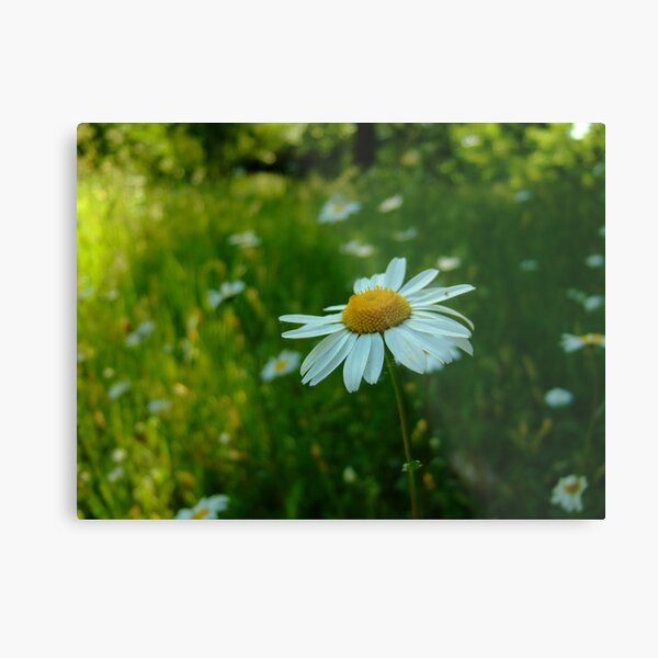 Margaret Metal Print