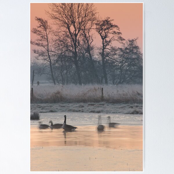 Item preview,  - Canada Geese on a cold March morning designed and sold by ccullen222.