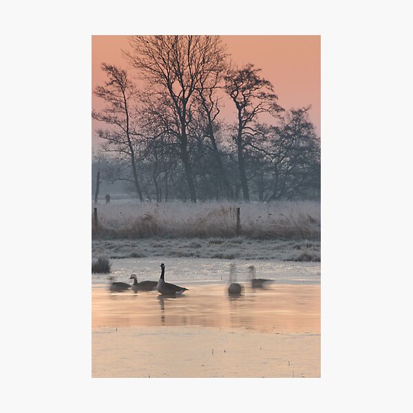 Item preview,  - Canada Geese on a cold March morning designed and sold by ccullen222.
