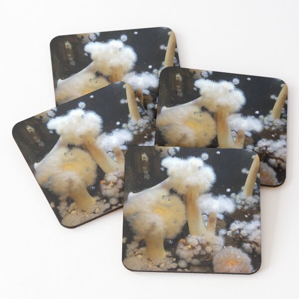 Item preview, White Sea Anemones designed and sold by Tamara McDonnell.
