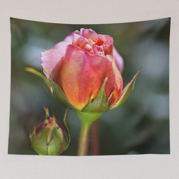 Item preview, New Buds Pink Roses designed and sold by Joy Watson - Natural Light Photography .
