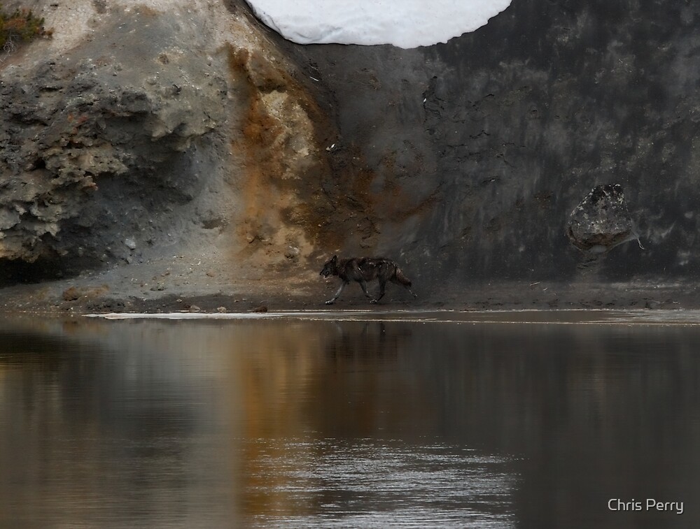 "Lone wolfYellowstone" by Chris Perry Redbubble