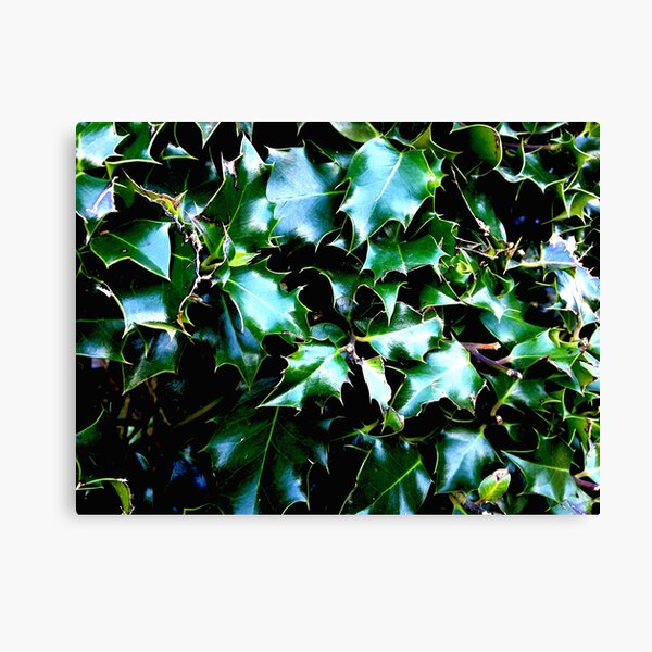 Holly Canvas Print