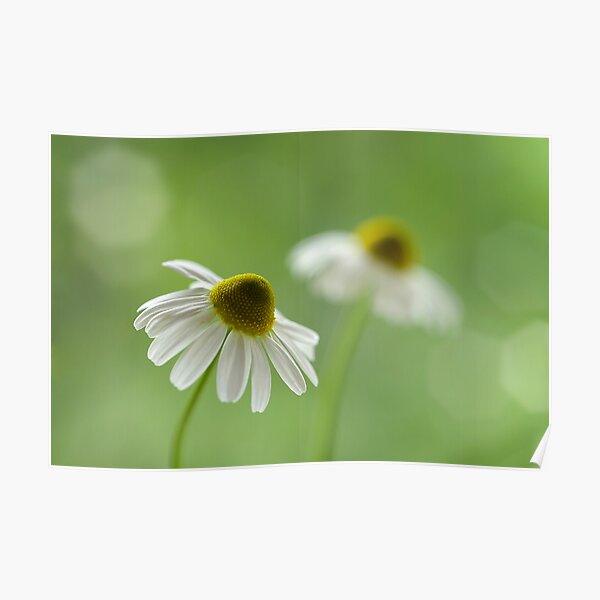 Chamomile duo Poster