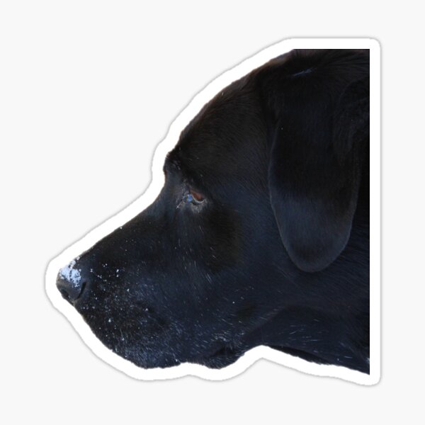 Black Lab In The Snow Sticker