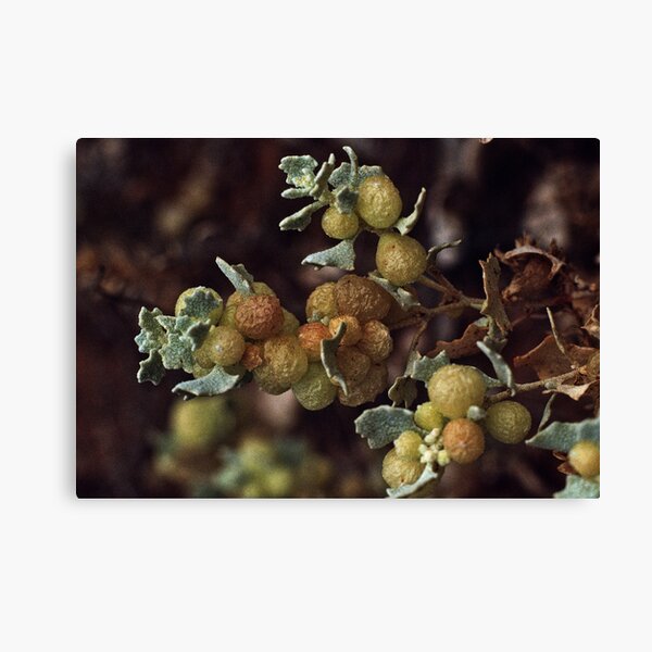 Item preview, Atriplex holocarpa Pop Saltbush Olive Pink reserve Alice Springs NT 19921104 0027 designed and sold by Fred Mitchell.
