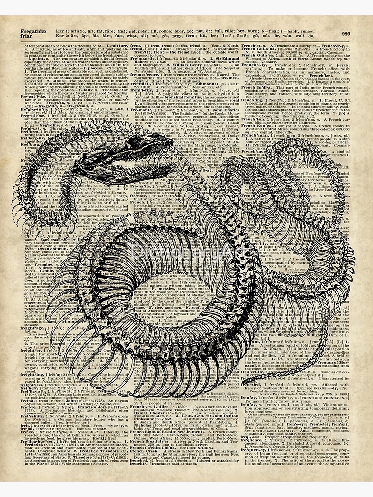 Boa Snake Skeleton,Ink and Pen Anatomy Chart,Vintage Dictionary