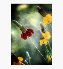 Prairie Coneflower Fotodruck