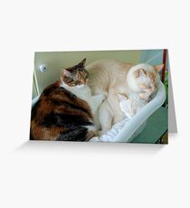 A Pile of Overgrown Kittens Greeting Card