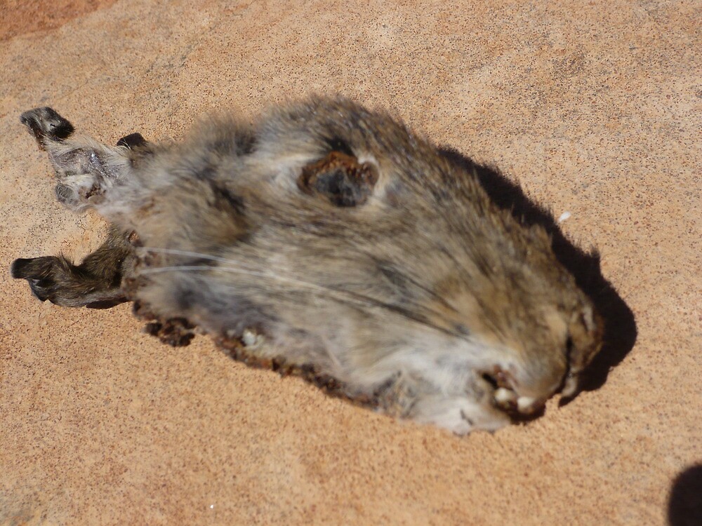 dead-rabbit-western-australia-by-nervouspilchard-redbubble