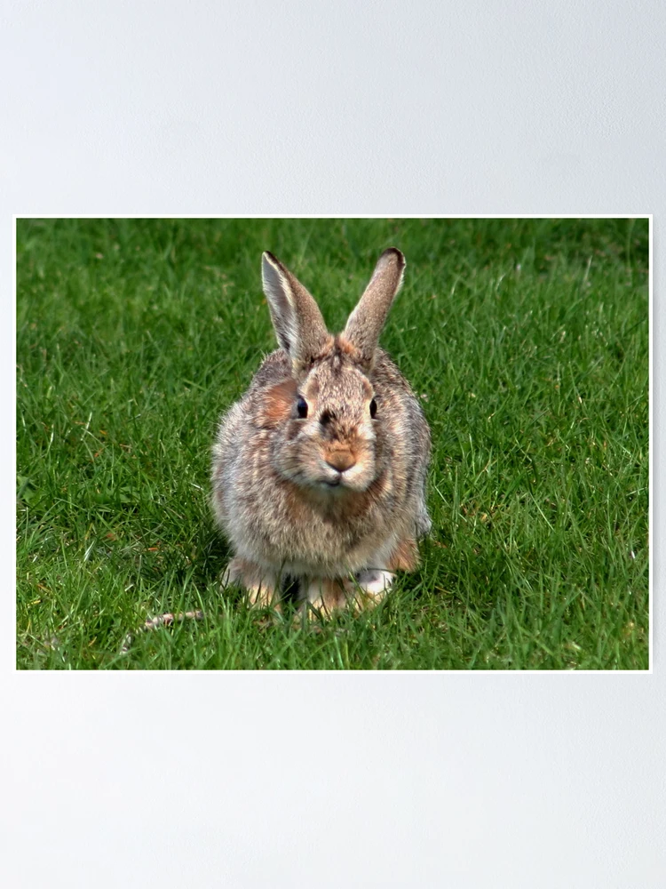 Thumbnail 1 of 3, Poster, Run Rabbit Run !! designed and sold by AnnDixon.