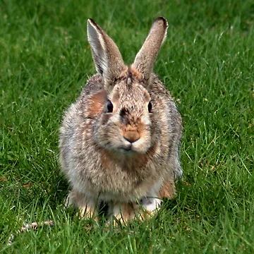 Artwork thumbnail, Run Rabbit Run !! by AnnDixon