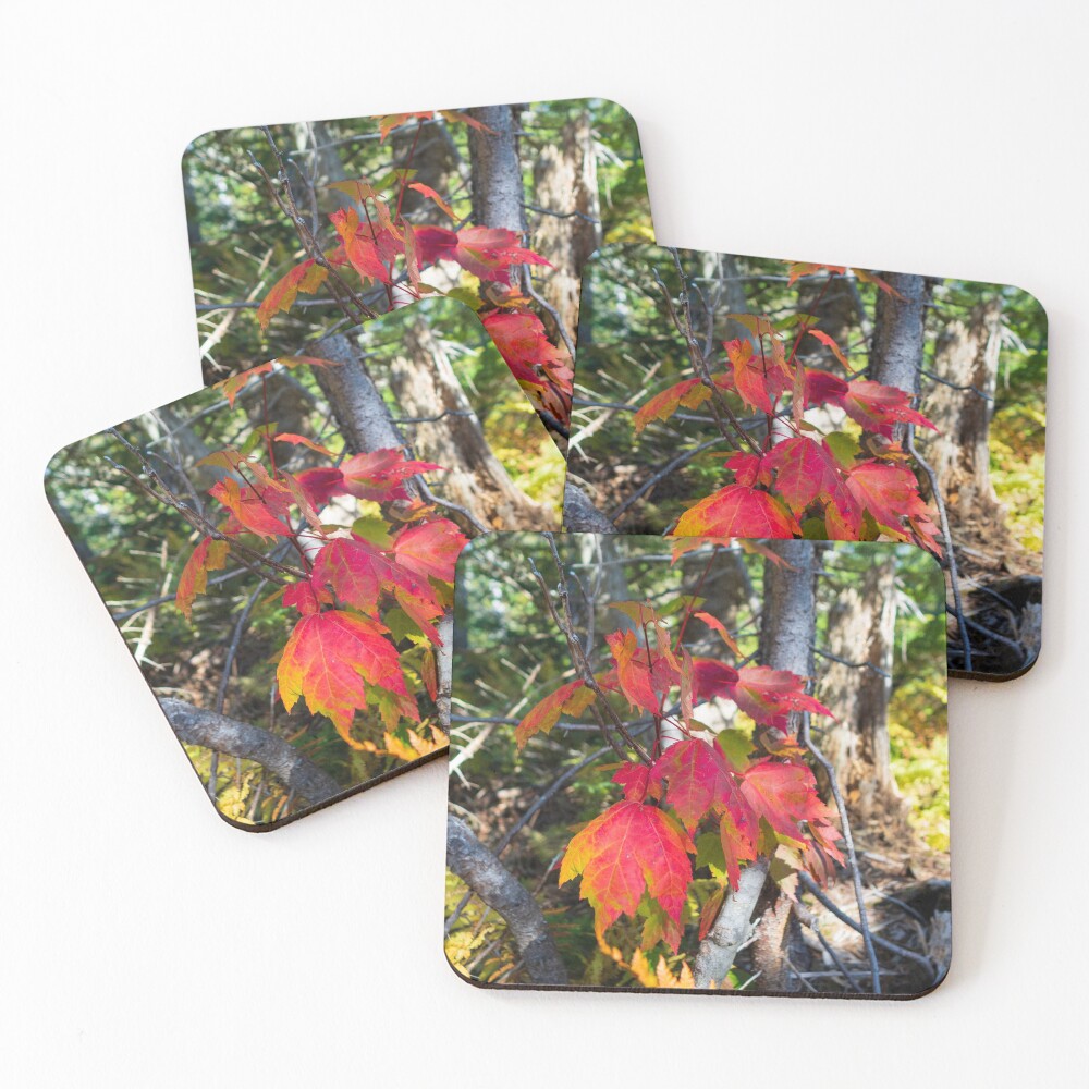 Item preview, Coasters (Set of 4) designed and sold by mlphoto.