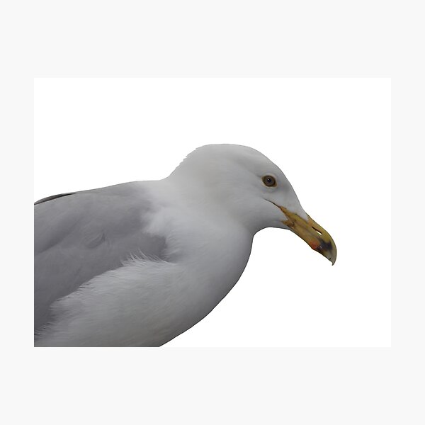 Seagull/ Gul Photographic Print
