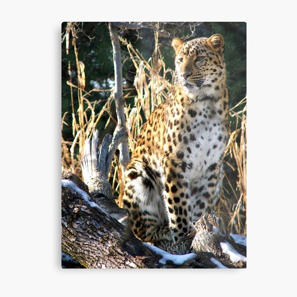 Russian Queen Metal Print