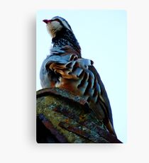 Red Legged Partridge Canvas Print