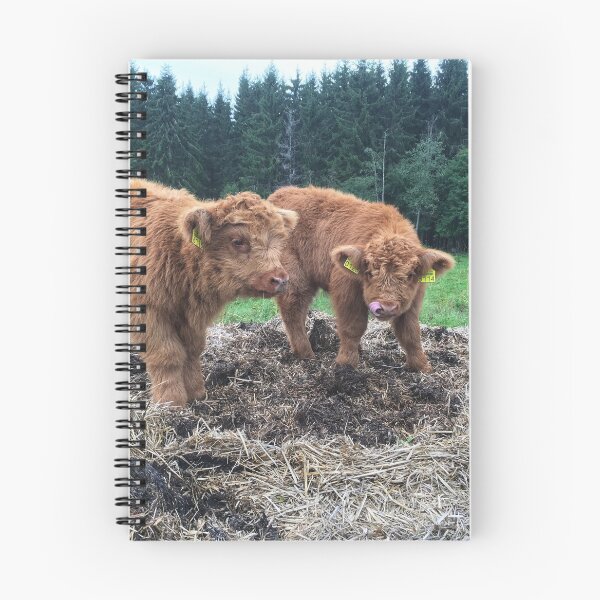 Item preview, Scottish Highland Cattle Calves 1817 designed and sold by SaarelaHighland.
