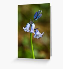 Bluebells Greeting Card