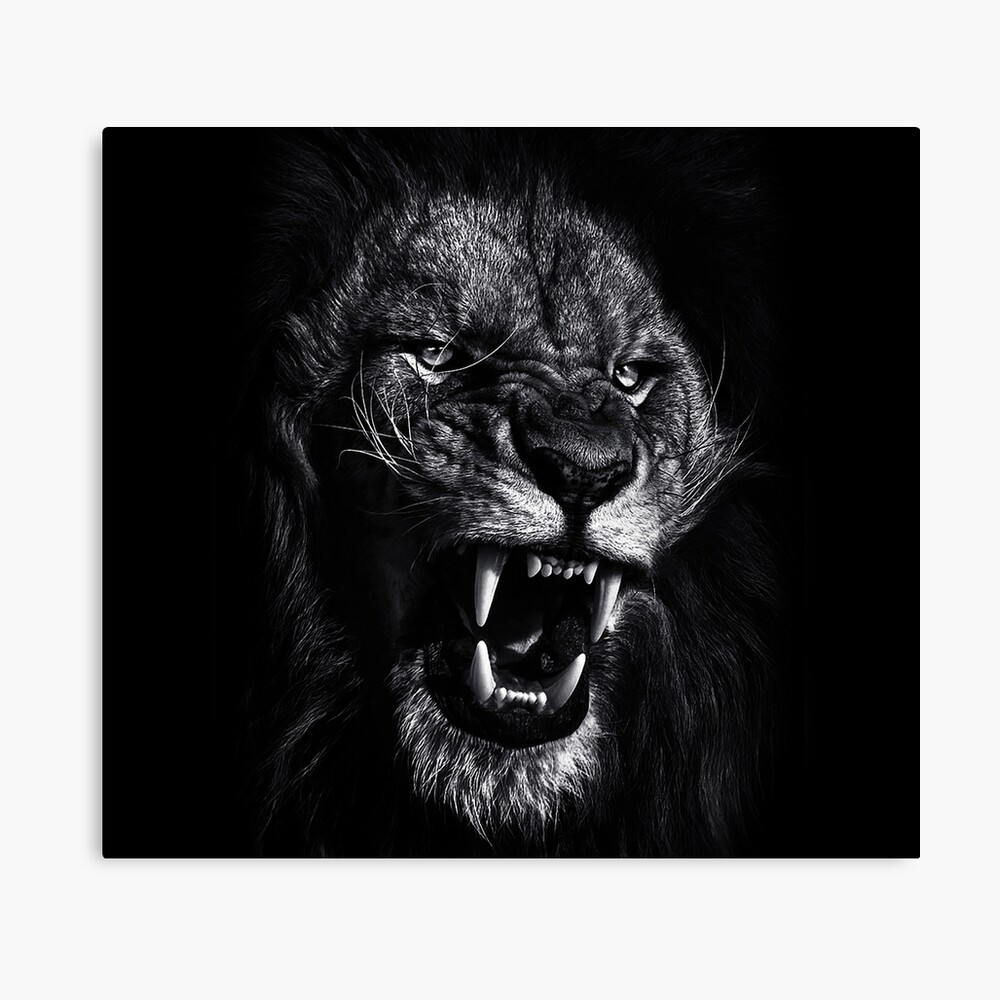 Angry Lion Face Black And White Photographic Print By Mk5studio Redbubble