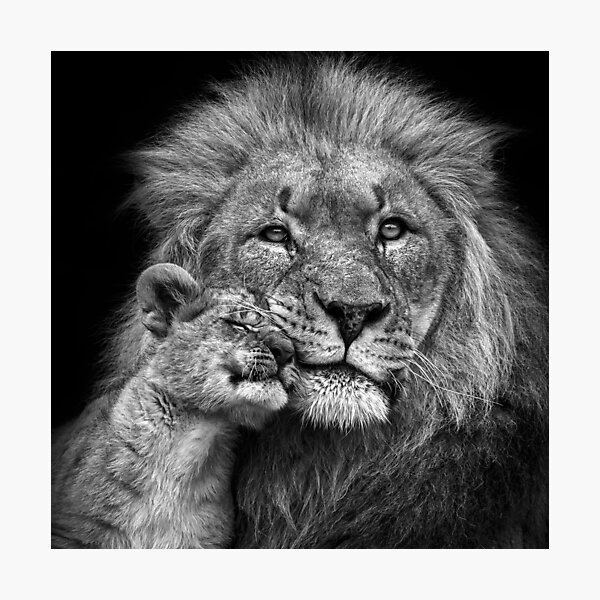 lions family black and white