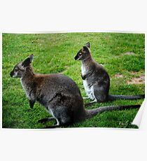 Wallaby and Baby Poster