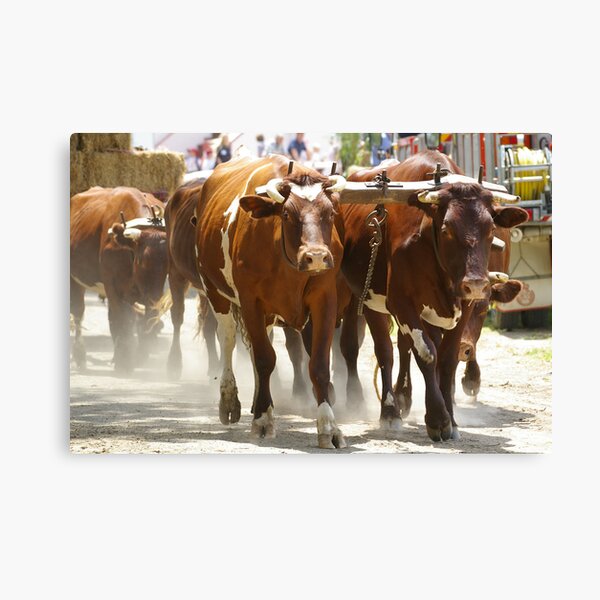 Item preview, Bullock Team designed and sold by Cole Stockman.