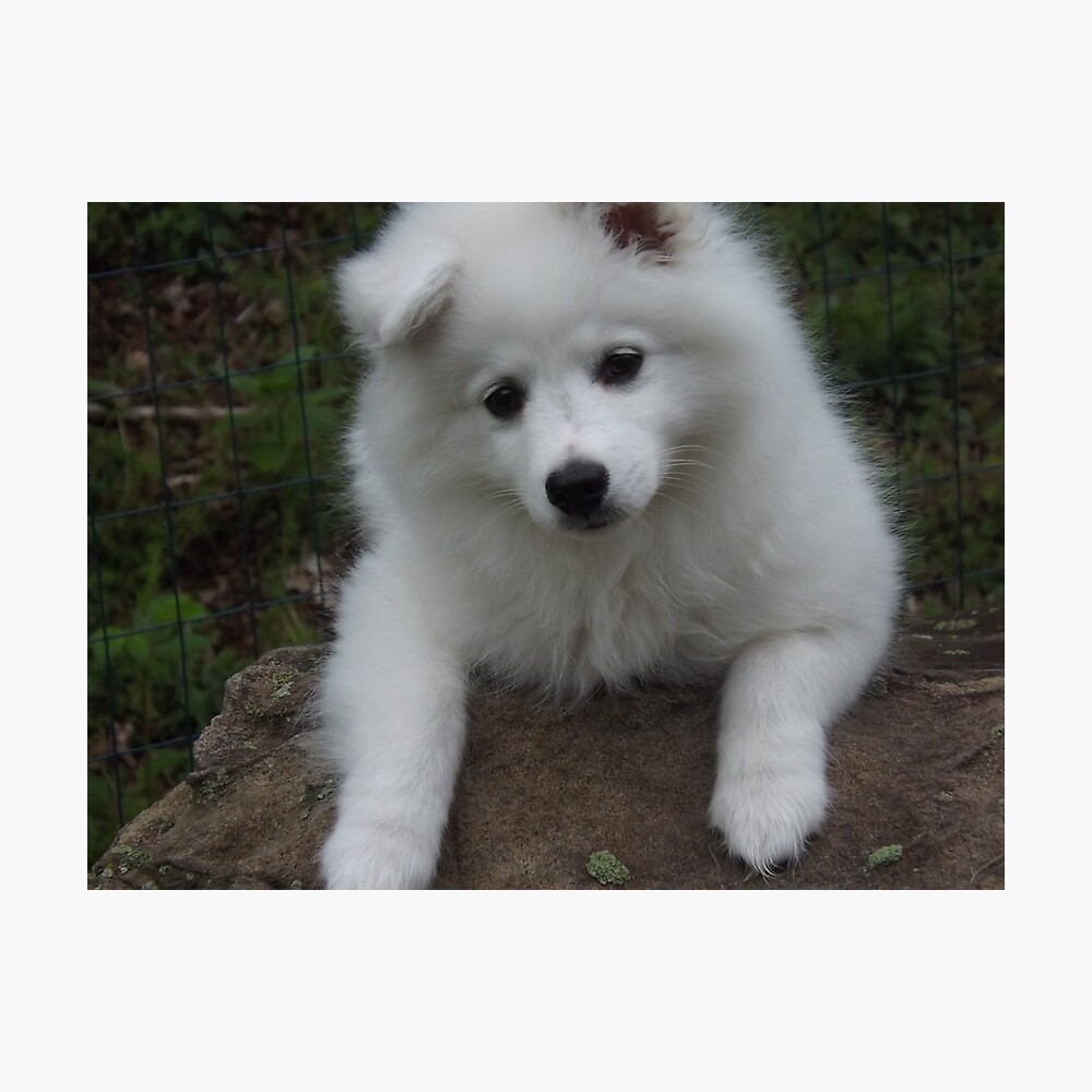 american spitz puppy