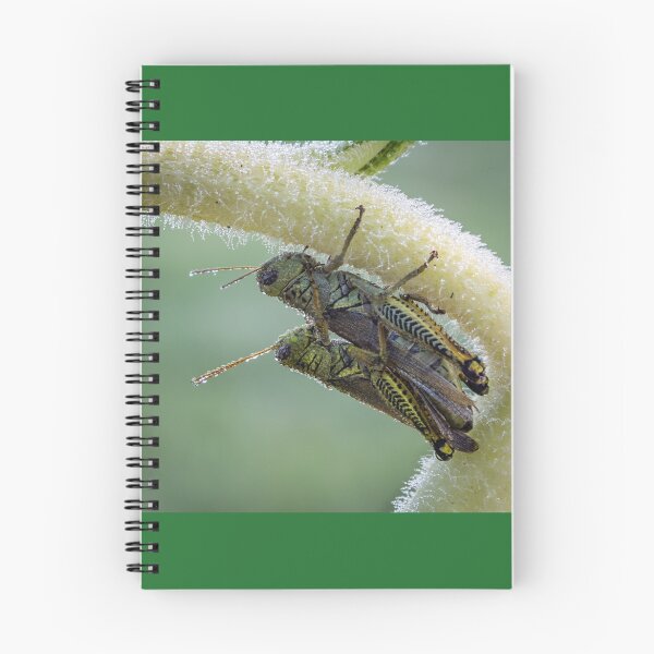 Item preview, Huddling On A Sunflower - Friendly Grasshoppers designed and sold by Robert Kelch, M.D..