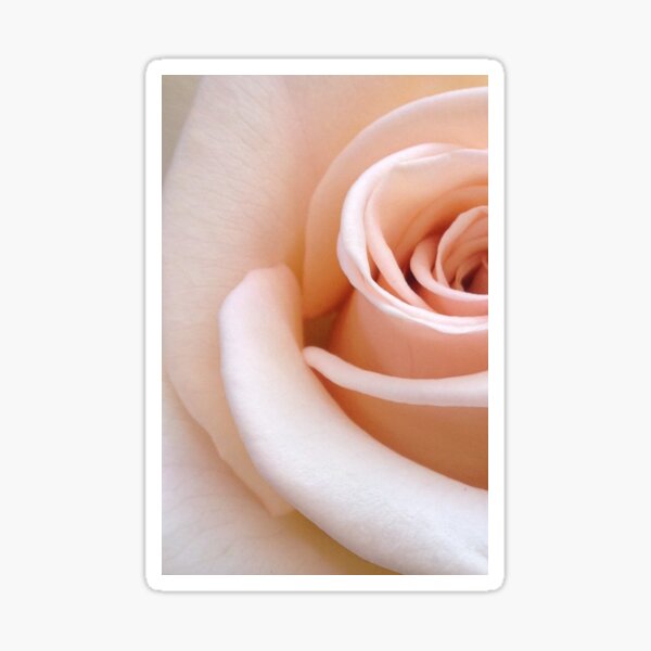 Item preview, Light Pink Rose Flower designed and sold by newburyboutique.