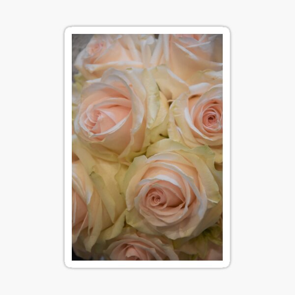 Item preview, Pink & White Roses Wedding Flowers  designed and sold by newburyboutique.