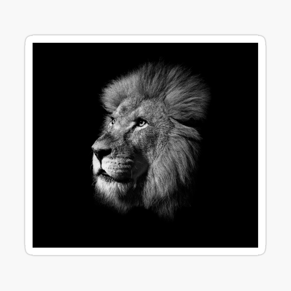 Black And White Lion Head Wallpaper Photographic Print By Mk5studio Redbubble