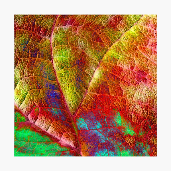 Item preview, Tropicana - Reef No.2 designed and sold by graphicscapes.