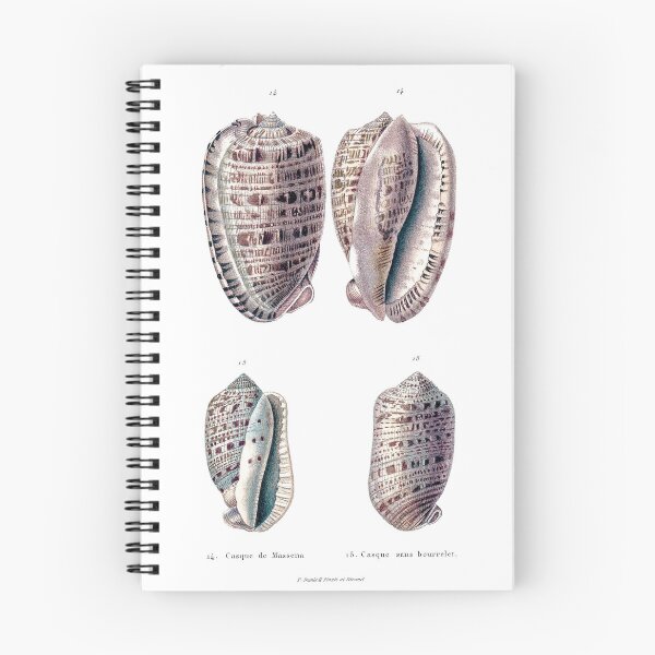 Item preview, Sea Shells Antique Old Illustration designed and sold by simpson92.